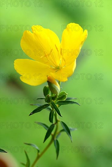 Evening primrose flower