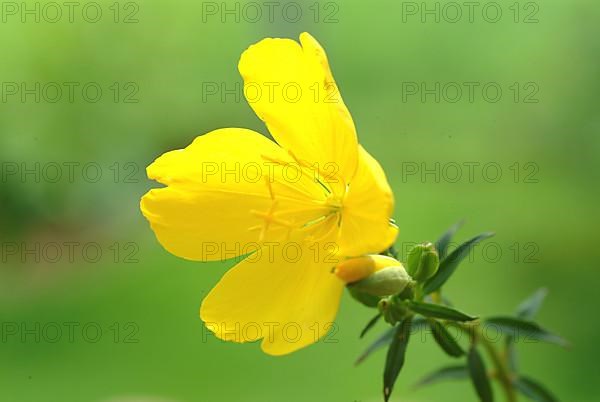 Evening primrose flower