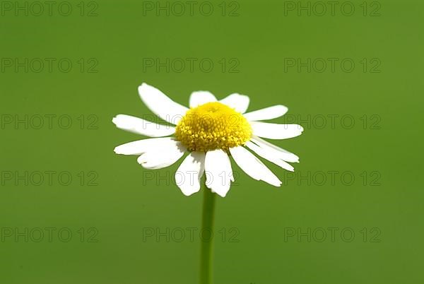 Camomile