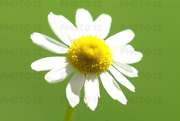 Camomile