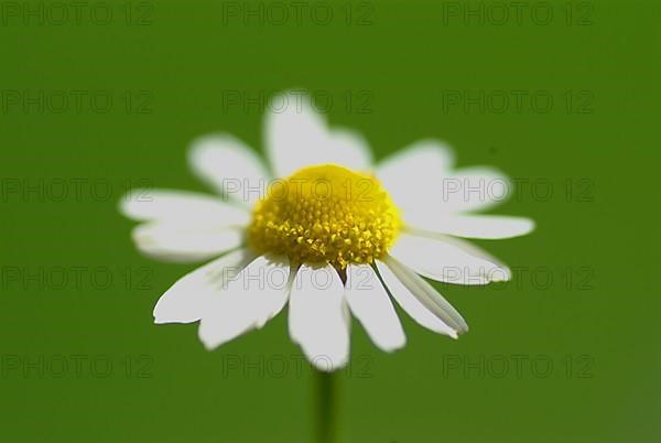 Camomile