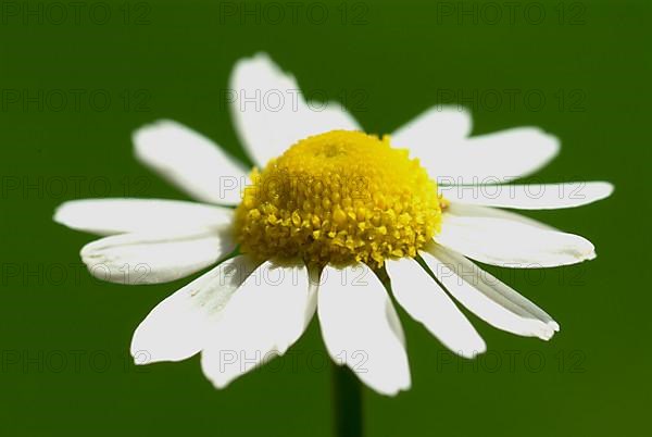 Camomile