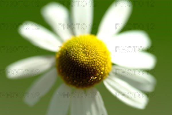 Camomile