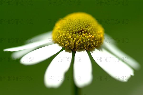 Camomile