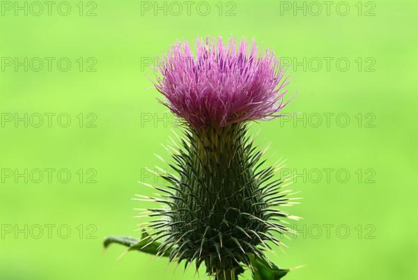 Common donkey thistle