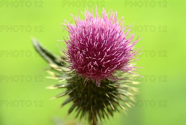 Common donkey thistle