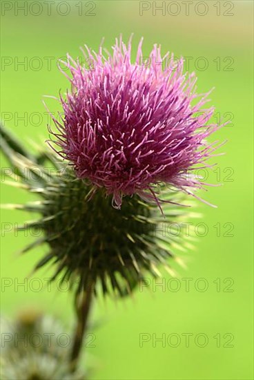 Common donkey thistle