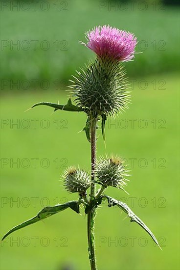 Common donkey thistle