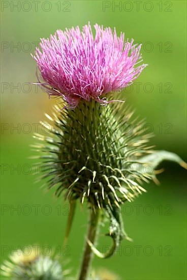 Common donkey thistle