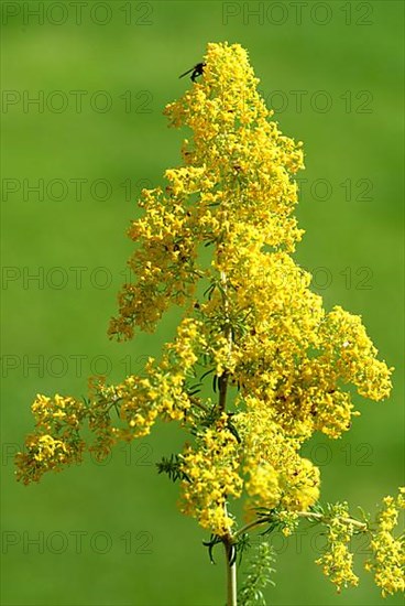 Common goldenrod