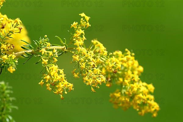 Common goldenrod