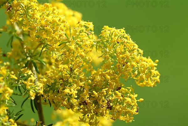 Common goldenrod