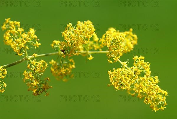 Common goldenrod