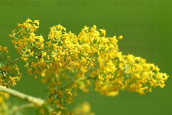 Common goldenrod