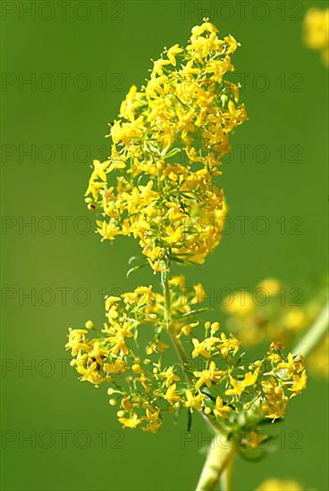 Common goldenrod