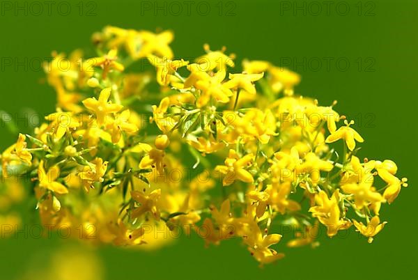 Common goldenrod