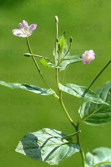 Small-flowered willowherb