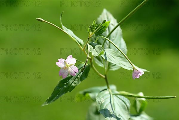 Small-flowered willowherb