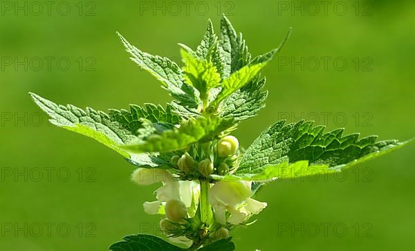 White deadnettle