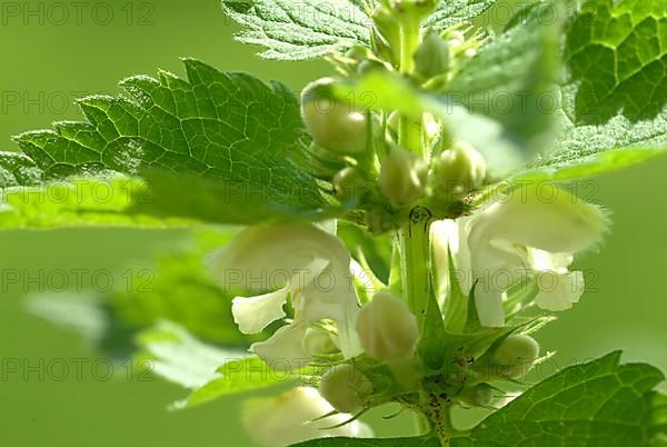 White deadnettle