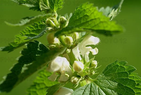 White deadnettle