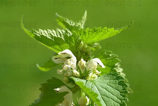 White deadnettle