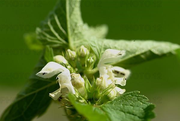 White deadnettle