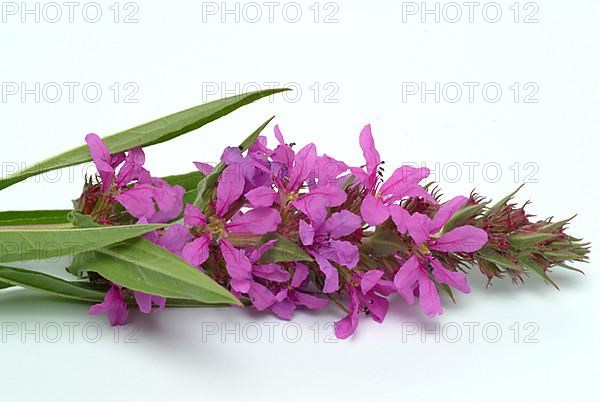 Common loosestrife