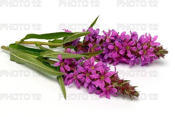 Common loosestrife