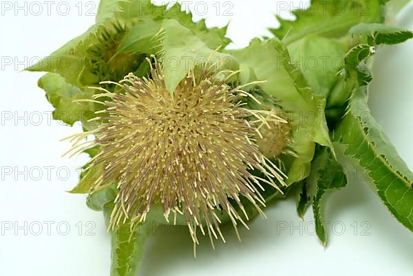 Cabbage thistle