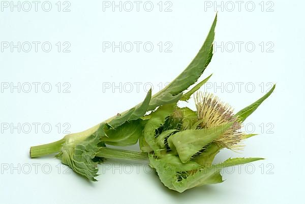 Cabbage thistle