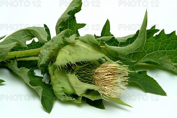 Cabbage thistle