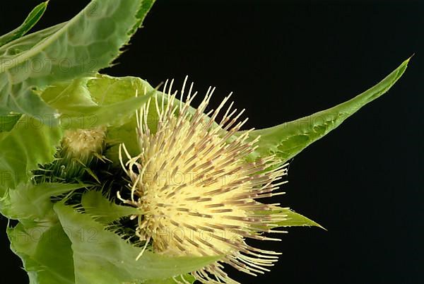 Cabbage thistle