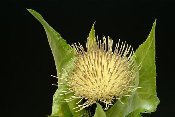 Cabbage thistle