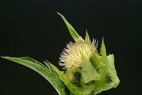 Cabbage thistle