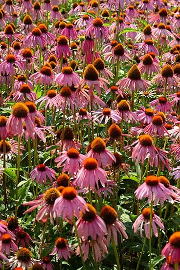 Purple coneflower