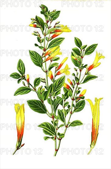 Libonia floribunda