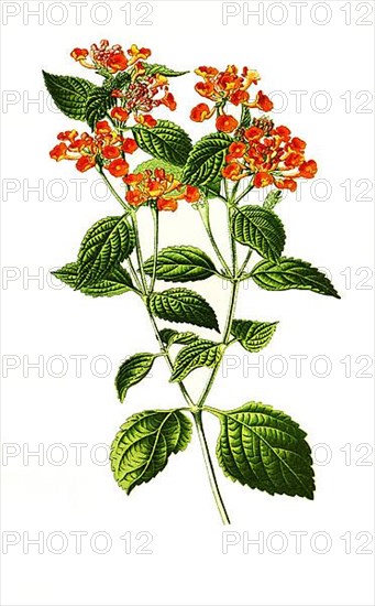 Lantana Camara