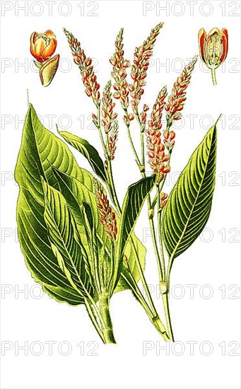 Polygonum orientale