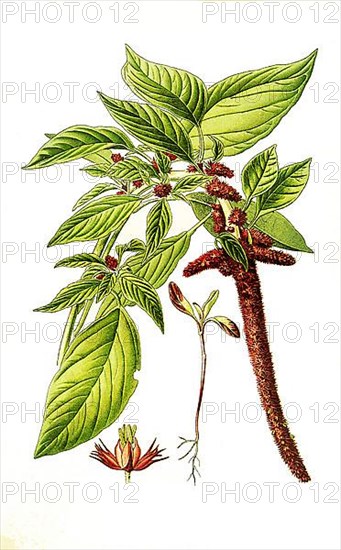 Amarantus caudatus