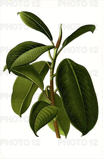 Ficus eleastica