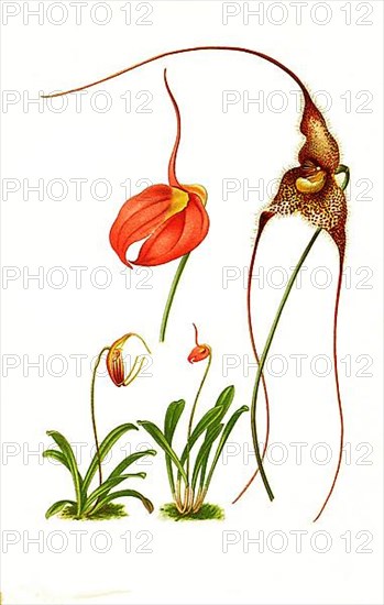 Masdevallias coccinea