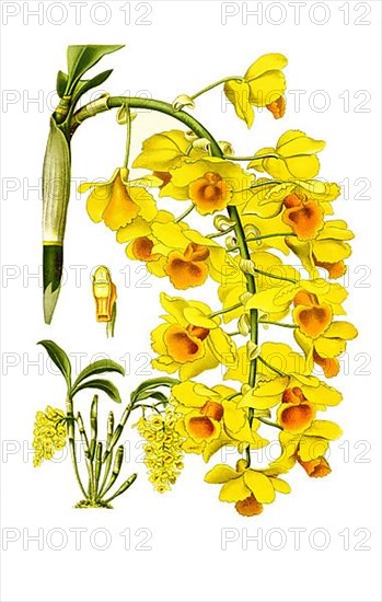 Dendrobium farmeri var aureoflavum