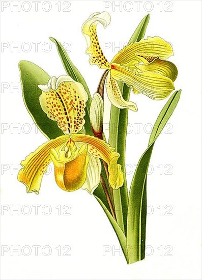 Cypripedium insigne