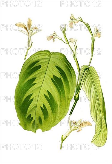 Maranta bicolor var