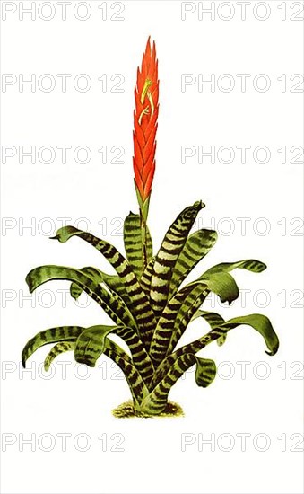 Splendens