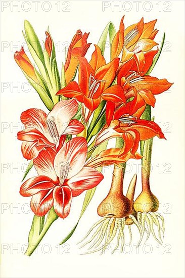 Gladiolus gandavensis