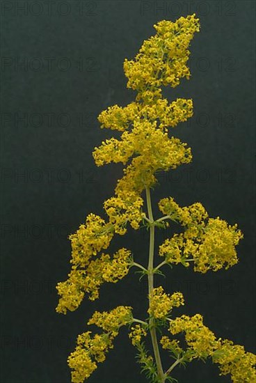 Common bedstraw