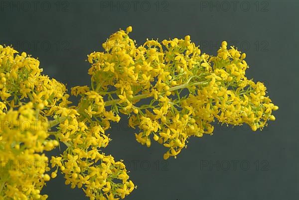 Common bedstraw