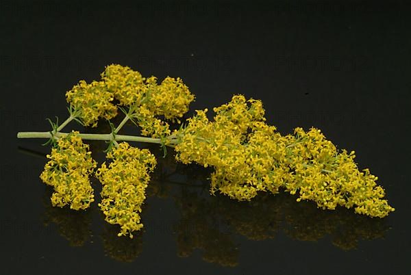 Common bedstraw